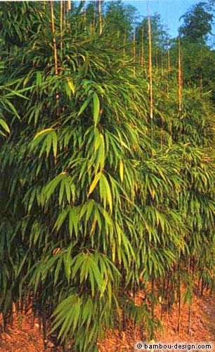 bambous](/images/cms/medium/46b06eb6-d5bb-4662-853b-29cbd930237f.jpg)