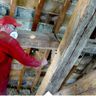 lutte contre les parasites  du bois
