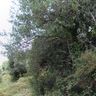 Espace Vert Fabien