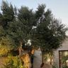 Karch Garden