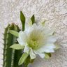 LES JARDINS DE GARRIGUES