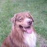 DOG WILL DETECT