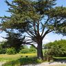 CARPENTIER PIERRE