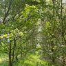 impec'arbre 49