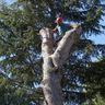Hertert Arboriste Elagueur