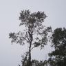 Cruciati Elagage