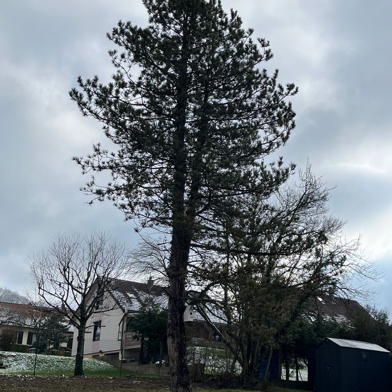 Elagage: 1 arbre; Enlever arbres
