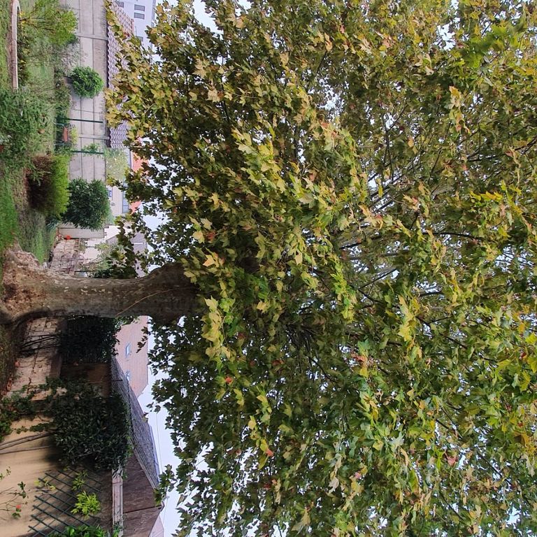 Elagage : Elaguer arbres