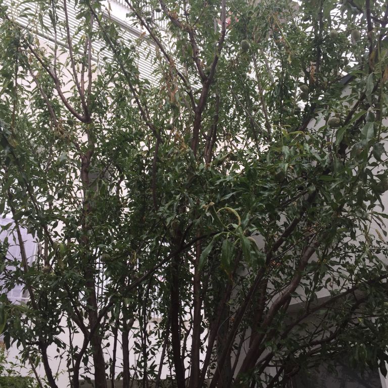 Entretien de jardin: Jardin privé; Tailler les arbres