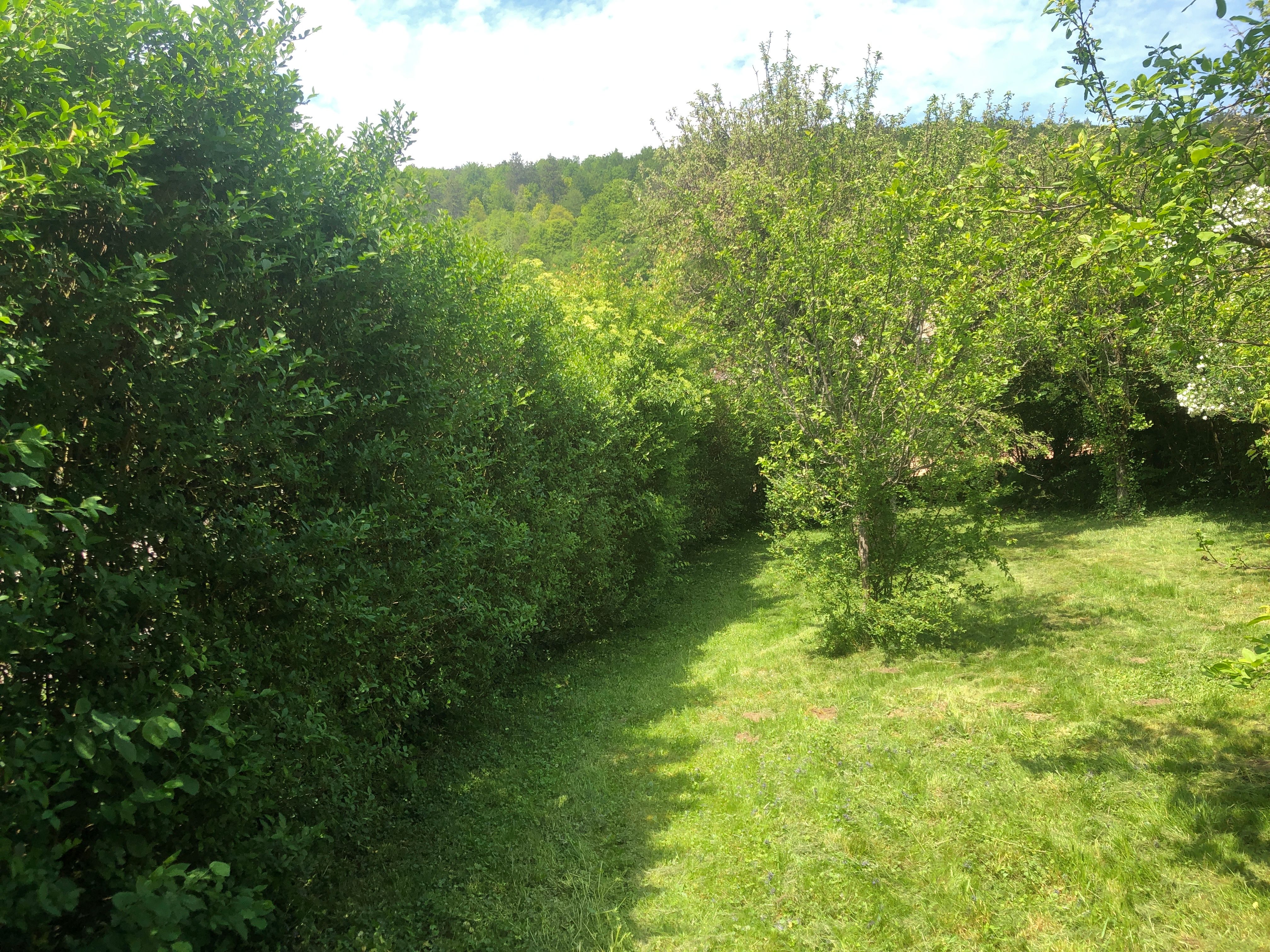 Entretien de jardin : 1600 m2; Taillage de haies - Travaux.com