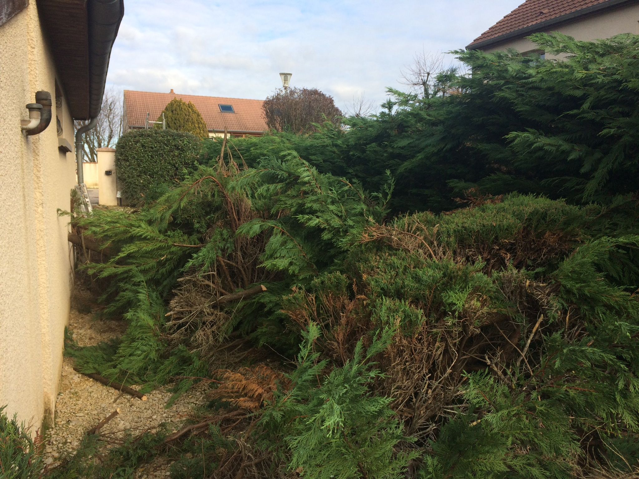 Elagage Rabattre une haie de cyprès (Trop haute)