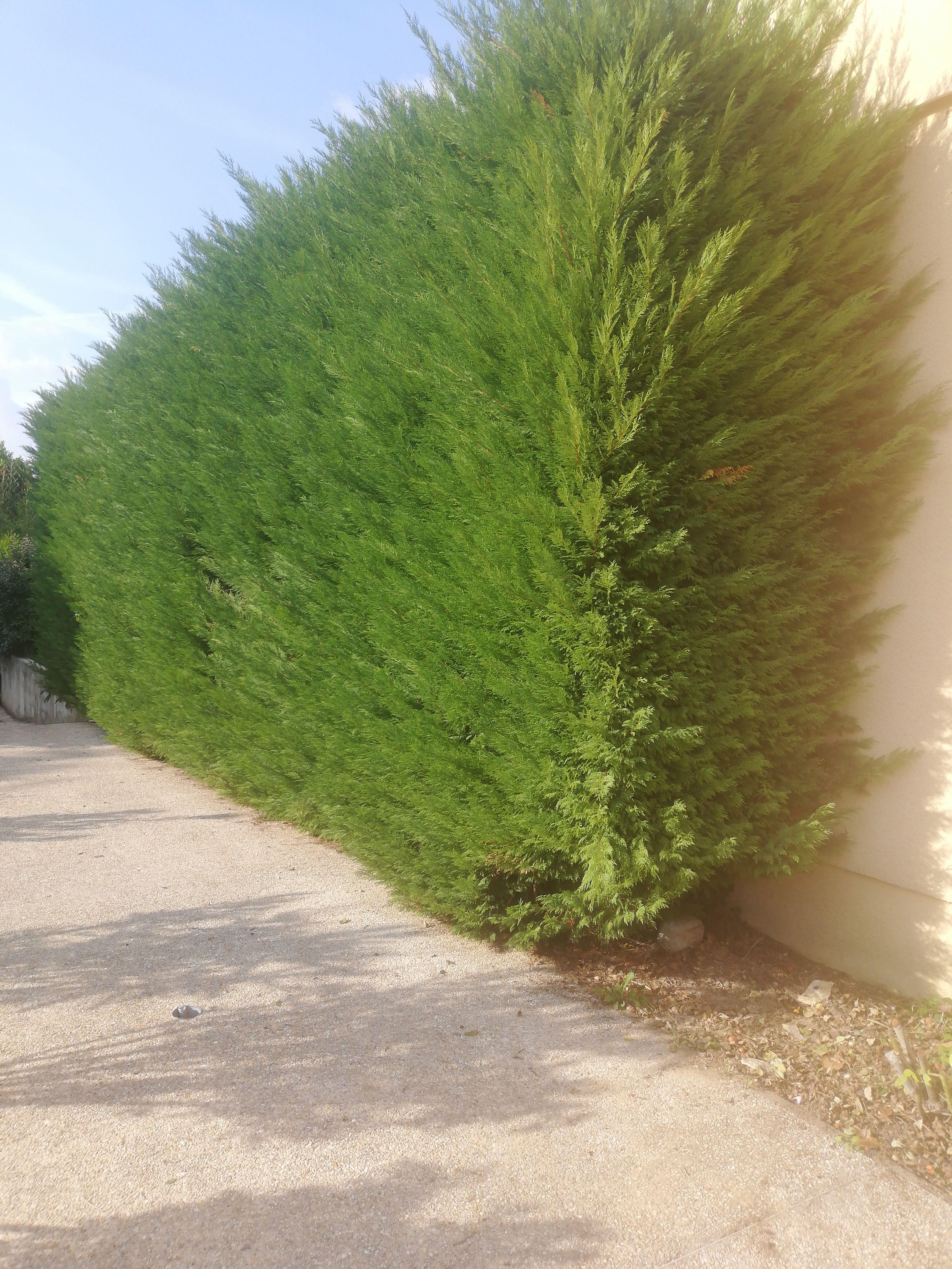 Entretien de jardin : Tailler les haies - Travaux.com